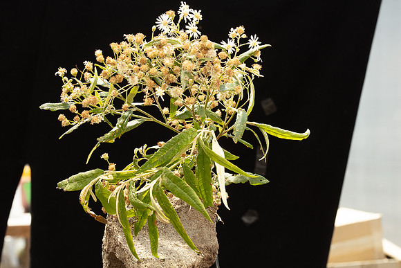 SIMMONDS_AST_Olearia_Lirata-0044