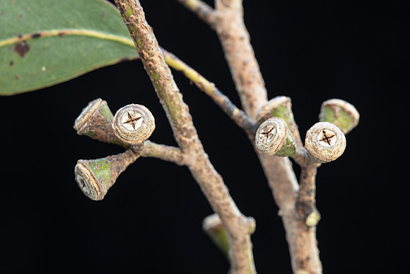SIMMONDS_LC_Eucalyptus_ovata-2691
