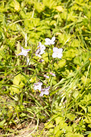 SIMMONDS_LC_Plant_Guide-0115