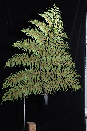SIMMONDS_LC_Plants_Fern_Frond-9296