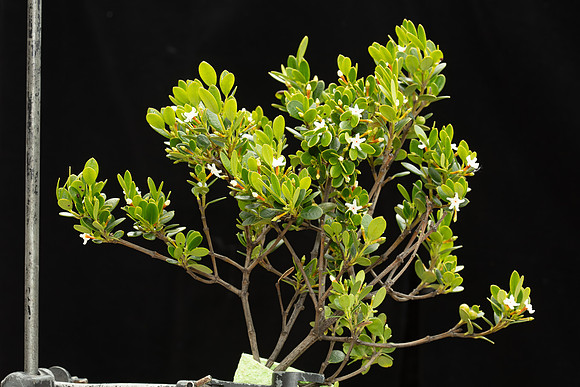 SIMMONDS_LC_Alyxia-buxifolia-1946_web
