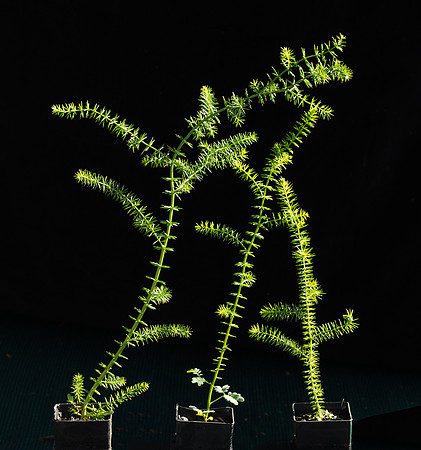 Simmonds_LC_Acacia_verticillata-3123