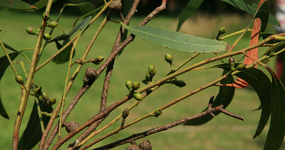 SIMMONDS_LC_Eucalyptus_viminalis_(Mana-Gum)-7055