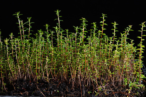 Simmonds_Leptospermum_scoparium_(Manuka)-9308