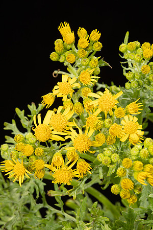Simmonds_LC_Senecio_jacodaea_Ragwort-1935_web