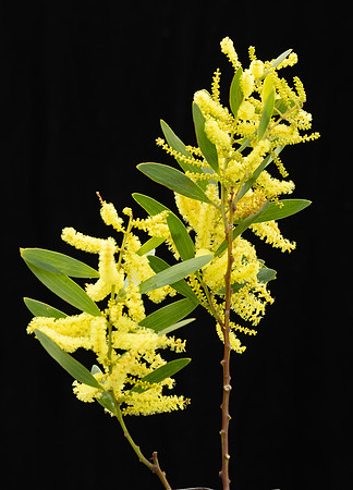 Simmonds_LC_Acacia_sophorae-3671