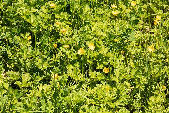 SIMMONDS_LC_Ranunculus-repens-0091