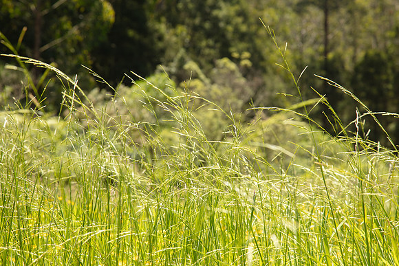 SIMMONDS_LC_Plant_Guide-0099