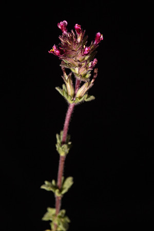 SIMMONDS_LC_Bellardia_latifolia-0460