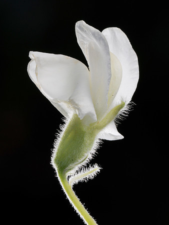 Cytisus palmensis ICC4491 Flower (side view)