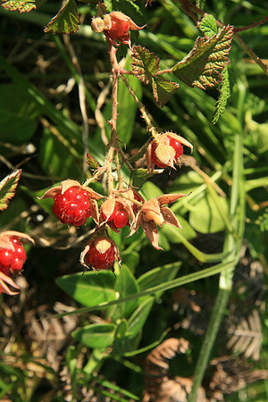 SIMMONDS_LC_Rubus-parvifolius_(Small-leaf_Bramble)-6994_web