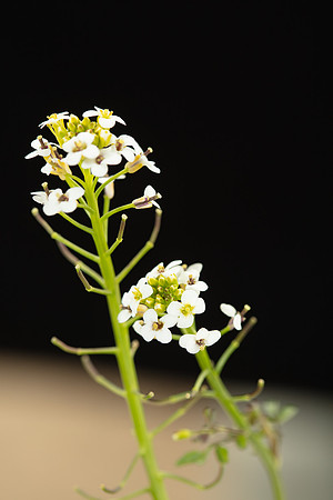 SIMMONDS_LC_Plants_Nasturtium_officinale-0934_web