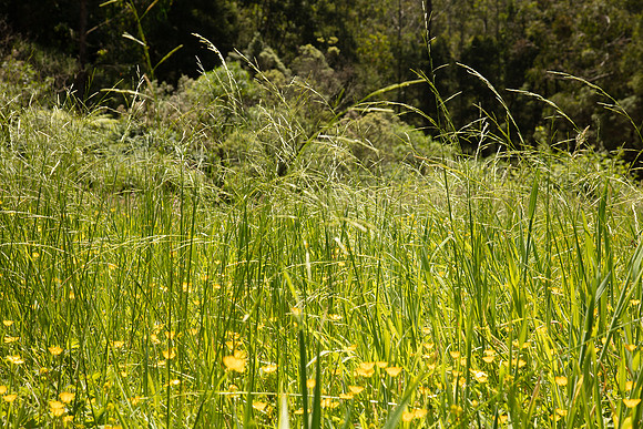 SIMMONDS_LC_Glyceria_australis-0095