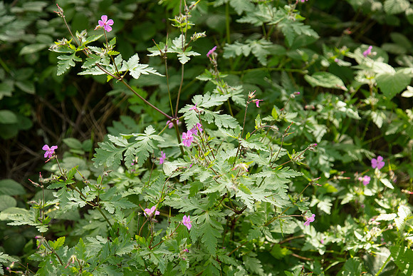 SIMMONDS_LC_Geranium_yeoi-0238