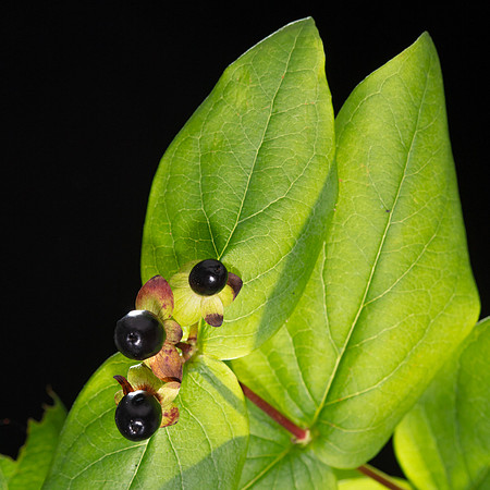 Simmonds_Hypericum_androsaemum-2-6
