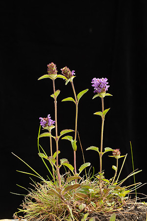 SIMMONDS_LC_Prunella-vulgaris-2029