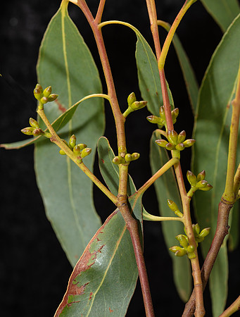 Simmonds_LC_Eucalyptus_aromaphloia ?-3217