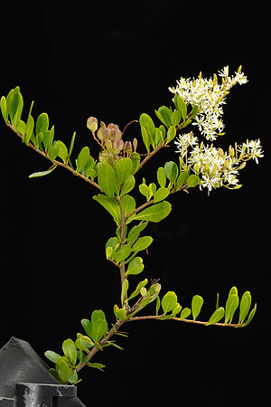 SIMMONDS_LC_Alyxia-buxifolia-1954