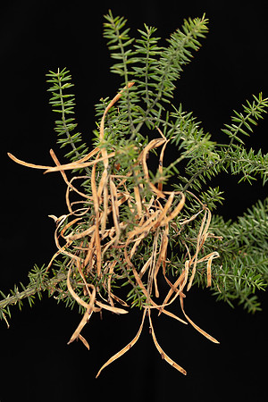 SIMMONDS_LC_Acacia-verticillata-1904_web