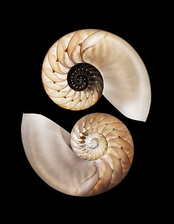 Pas de Deux Series