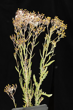 SIMMONDS_LC_Senelio-glomeratus-1910_web