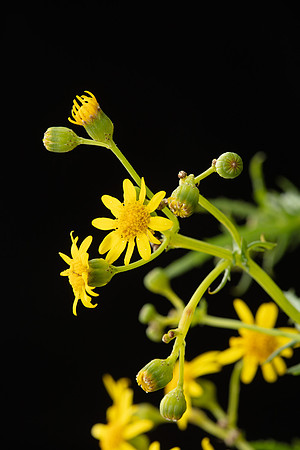 SIMMONDS_LC_Plants_Senecio_pinnatifolius-0922_web