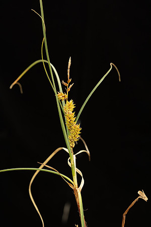 Simmonds_LC_Carex_pumila_Strand-Sedge-0993_web