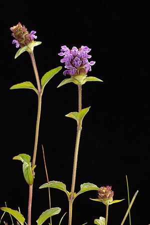 SIMMONDS_LC_Prunella-vulgaris-2030_web