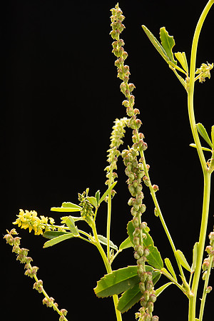 Simmonds_LC_Melilotus_indica_Melilot-0910
