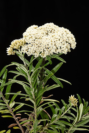 Simmonds_LC_Ozothamnus_ferrugineus_Tree-Everlasting-1941_web
