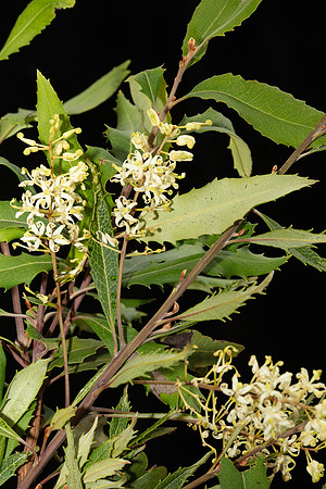 Simmonds_LC_Lomatia_fraseri_Tree_Lomatia-2093_web