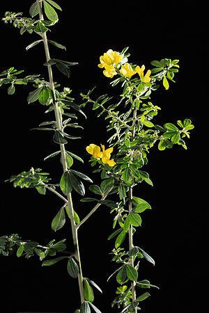 SIMMONDS_LC_Genista_monspessulana-8787