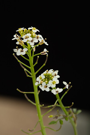 SIMMONDS_LC_Plants_Nasturtium_officinale-0935