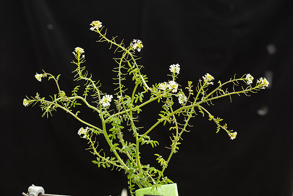SIMMONDS_LC_Plants_Nasturtium_officinale-0932