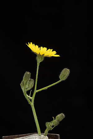 SIMMONDS_LC_Plants_Crepis_capillaris-0953_web