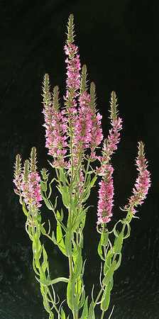 SIMMONDS_LC_Lythrum_salicaria_(Purple_Loosestrife)-7160