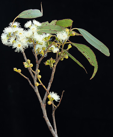 Simmonds_Eucalyptus_ovata(Swamp-gum)-2677