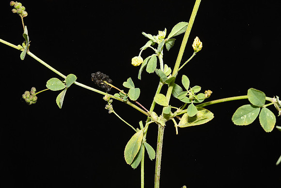 Simmonds_LC_Medicago_lupulina_Black-Medic-2063