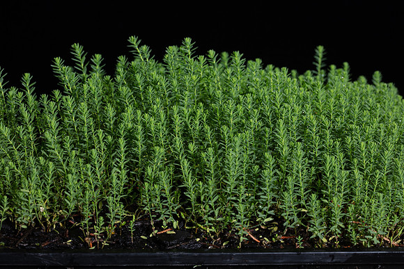 SIMMONDS_LC_Plants_Linum_marginale_(Native_Flax)-9297