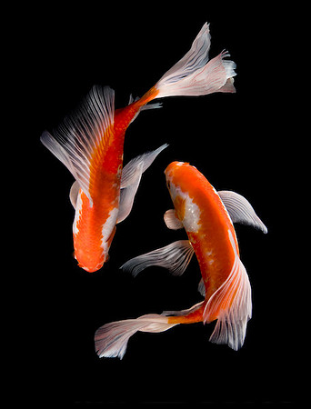 Pas de Deux Series