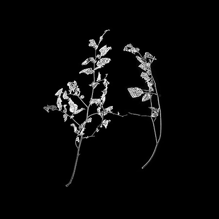 The Last Pas de Deux Series