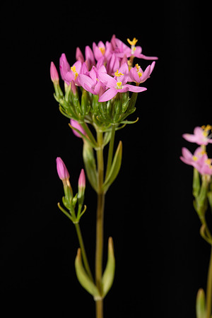Simmonds_LC_Centaurium-erythraea_common_sentaury-2054_web