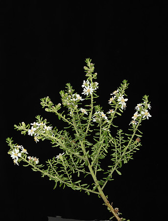 SIMMONDS_LC_Olearia_ramulosa-2895