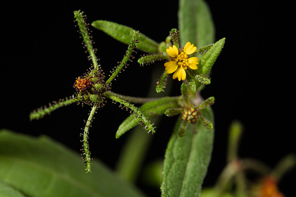 Simmonds_LC_Sigesbeckia_orientalis-2491
