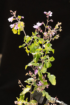 SIMMONDS_LAM_Prostanthera_melissi_folia-0031