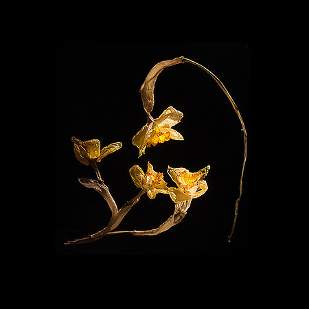 The Last Pas de Deux Series