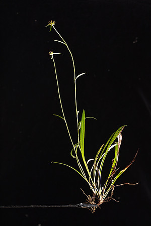 Simmonds_LC_Gnaphalium-2508