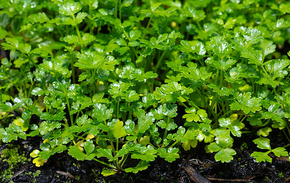 SIMMONDS_LC_Plants_Apium_prostatum-9520