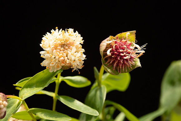 SIMMONDS_TH-Pimelea_Ligustrina-9993