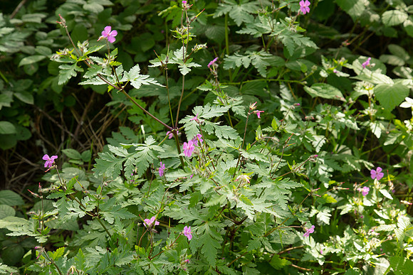 SIMMONDS_LC_Geranium_yeoi-0231_web